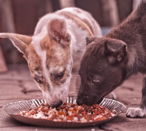 Animals Foods and Shelters